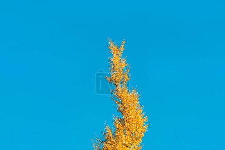 Téléchargez les photos : Arbre de Ginkgo sur feuille gloden jaune de saison d'automne. Couleur contrastée avec fond bleu ciel. Forme abstraite paisible de la nature. - en image libre de droit