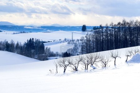 Foto de Snow plain of Biei town with small tree on winter. Hokkaido, Japan. - Imagen libre de derechos