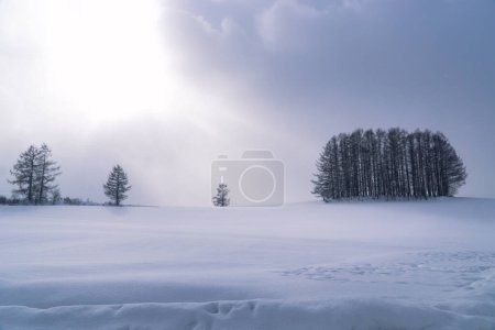 Téléchargez les photos : Group of pine tree snow scene among snow fall in day light on winter. Traveller and tourism spot at Biei town, Hokkaido, Japan. Background with copy space - en image libre de droit