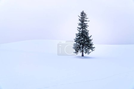 Photo for Alone Christmas pine tree with silent white scene in morning warm light winter. Famous destination traveller road trip travel around Biei, Hokkaido, Japan. - Royalty Free Image