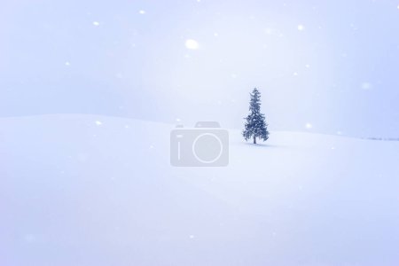 Téléchargez les photos : Seul sapin de Noël avec scène blanche silencieuse le matin avec chute de neige en hiver. Destination célèbre voyage voyage par la route autour de Biei, Hokkaido, Japon. - en image libre de droit