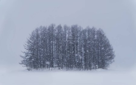 Foto de Snow plain of Biei town with group of mininal style pine tree on winter amoung hard snowy. Hokkaido, Japan. - Imagen libre de derechos