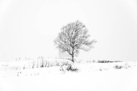 Foto de Black and white abstract of art tree among snowfall winter at Biei town, Beautiful silent scene Hokkaido, Japan. - Imagen libre de derechos