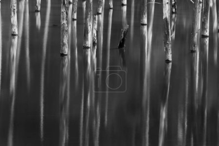 Téléchargez les photos : Blue Pond in black white colour. Abstract serene nature reflection with long exposure. Biei, Japan. - en image libre de droit