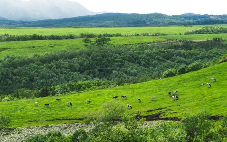 Summer in Hokkaido, Japan. Scenic grass field of dairy product cow farm in countryside in the hill. Ranch with a beautiful fresh nature. 