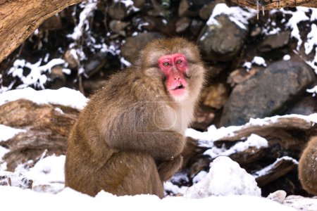 Foto de Snow monkey japanese macaque in winter with snow fall. Tour destination at  Nagano, Japan. - Imagen libre de derechos