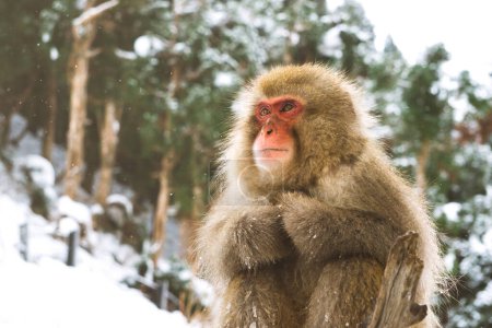 Foto de Snow monkey japanese macaque in winter with snow fall. Tour destination at  Nagano, Japan. - Imagen libre de derechos