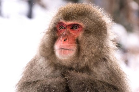 Foto de Mono de nieve macaco japonés en invierno con caída de nieve. Destino turístico en Nagano, Japón. - Imagen libre de derechos