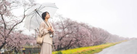 Photo for Rainy day with sakura cherry blossom on spring season in japan. Young adult japanese woman using umbrella. Outdoor lifestyles travel in nature. Banner size background. - Royalty Free Image