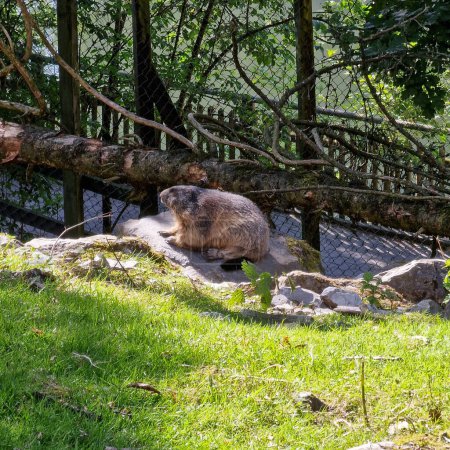 Foto de Marmota en el tronco del árbol con césped al sol. Foto de alta calidad - Imagen libre de derechos