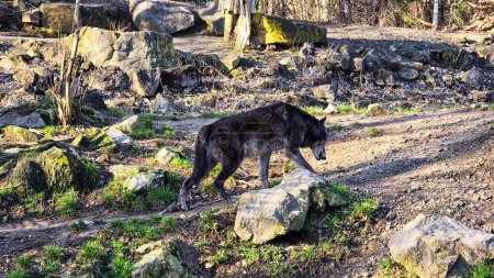 Dark gray wolf walking in the stone forest. High quality photo