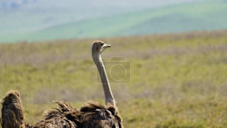 Photo for Ostrich Ngorongoro crater national park Africa Tanzania. High quality photo - Royalty Free Image