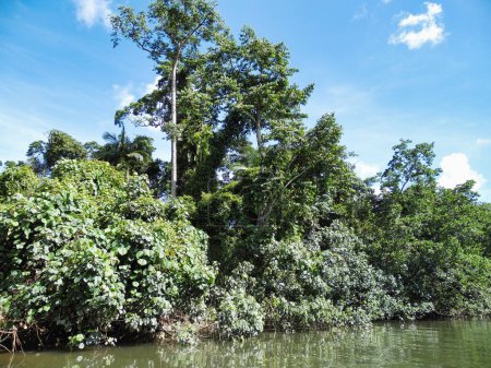 Foto de Selva Kuranda cocodrilo del río Australia Cairns Tropical North Queensland. Foto de alta calidad - Imagen libre de derechos
