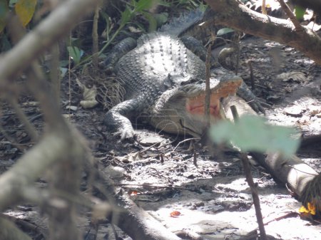 crocodile rainforest Kuranda river Australia Cairns Tropical North Queensland. High quality photo