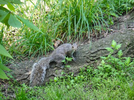 Squirrel Central Park New York États-Unis. Photo de haute qualité