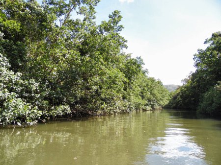 selva Kuranda cocodrilo del río Australia Cairns Tropical North Queensland. Foto de alta calidad