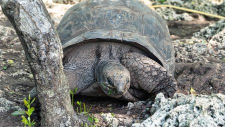 Photo for Giant tortoise Aldabra turlte Zanzibar Prison Island Changuu. High quality photo - Royalty Free Image