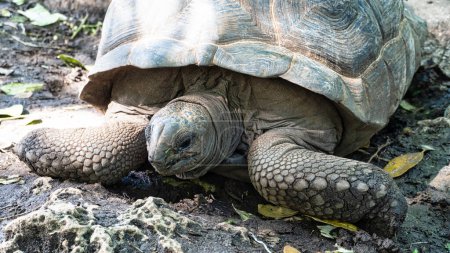 Giant tortoise Aldabra turlte Zanzibar Prison Island Changuu. High quality photo