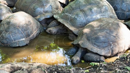 Giant tortoise Aldabra Zanzibar Prison Island Changuu - a few huge turtles in the pond water. High quality photo