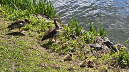 A cluster of wild geese with baby are gathered on the grassy shoreline next to the tranquil body of water, blending seamlessly into the natural landscape Hanover Maschsee