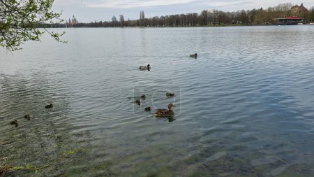 Una bandada de patos se desliza con gracia por las tranquilas aguas de un lago, bajo el vasto cielo azul y las suaves nubes blancas en un sereno paisaje natural Maschsee Hanover Alemania