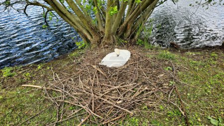 A swan is perched in a nest near a tree in a plant community by the water. This natural landscape includes grass, terrestrial plants, and wood Maschsee Hanover Germany