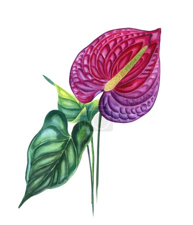 Magenta anthurium flower with leaf watercolor illustration. Hand drawn botanical illustration of tropical flower. Realistic image of an exotic plant for postcards and design.