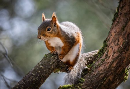 Téléchargez les photos : Écureuils Agile Bushytail Foragers - en image libre de droit
