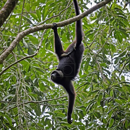 Téléchargez les photos : Le singe hurleur nocturne Gardien du couvert de la forêt tropicale - en image libre de droit