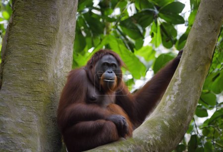 The Orangutan A Majestic and Endangered Arboreal Primate