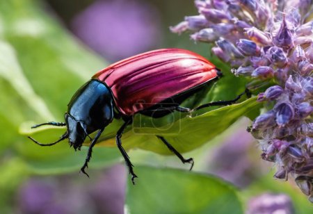Photo for The World of Beetles Nature Small Wonders - Royalty Free Image