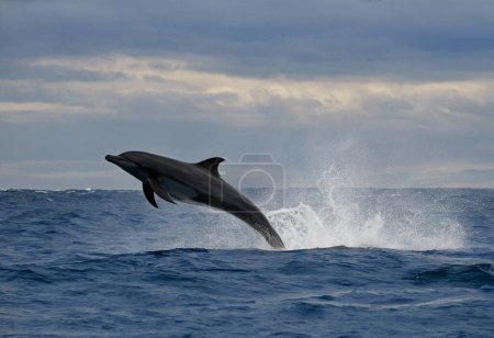 Conservation des dauphins Protéger les ambassadeurs aquatiques intelligents