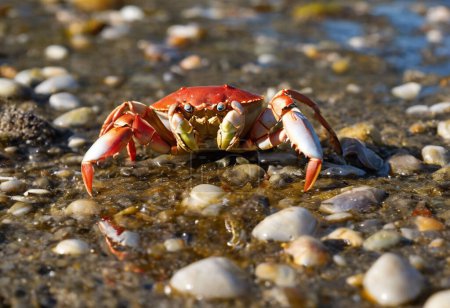 Life in the Shallows Exploring the World of Crabs Along the Coastlines
