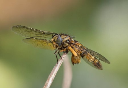 Téléchargez les photos : La lutte contre les parasites nuisibles Comprendre les mouches et leur impact - en image libre de droit