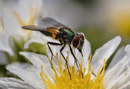 La batalla contra las plagas pesadas: entender las moscas y su impacto