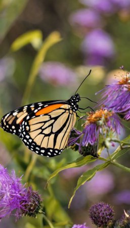 Fluttering Wonders The Enchanting World of Butterflies