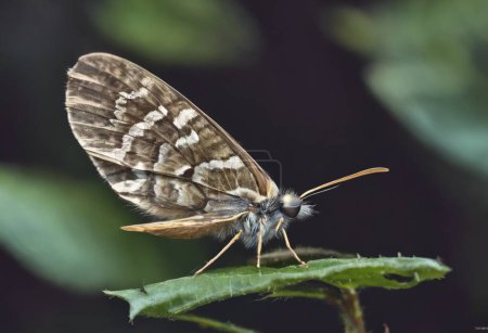 Mystères de la nuit Explorer le monde fascinant des papillons de nuit