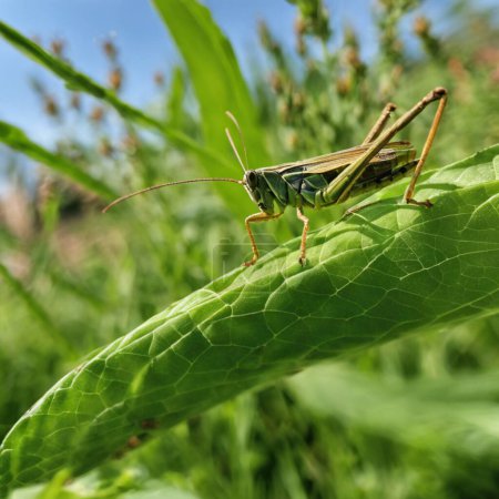 The Secret Life of Grasshoppers Exploring Their Vibrant World and Impact on Agriculture