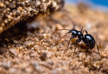 Sociedades de hormigas explorando las complejidades de las comunidades formicidas y su papel en los ecosistemas