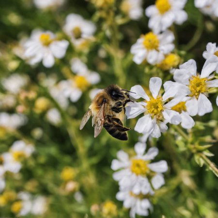 The Buzzing World of Bees Exploring the Vital Role of Pollinators in Agriculture and Ecosystems