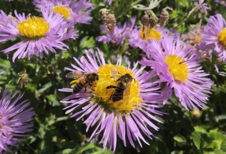 The Buzzing World of Bees Exploring the Vital Role of Pollinators in Agriculture and Ecosystems