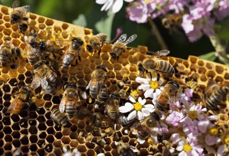 El zumbante mundo de las abejas explorando el papel vital de los polinizadores en la agricultura y los ecosistemas