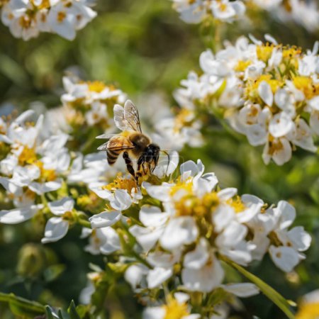 Photo for The Buzzing World of Bees Exploring the Vital Role of Pollinators in Agriculture and Ecosystems - Royalty Free Image