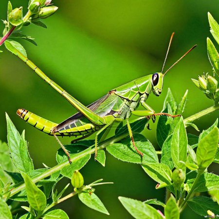 The Secret Life of Grasshoppers Exploring Their Vibrant World and Impact on Agriculture
