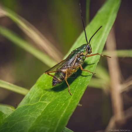 Symphony of the Night The Melodic World of Crickets and Their Nocturnal Chorus
