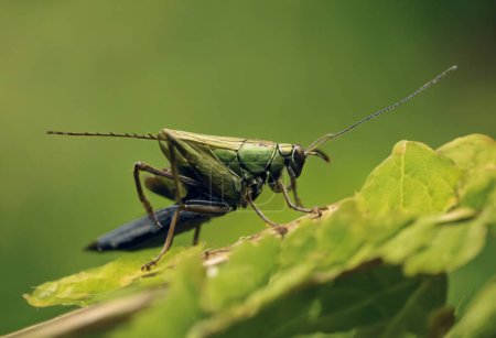 Symphony of the Night The Melodic World of Crickets and Their Nocturnal Chorus