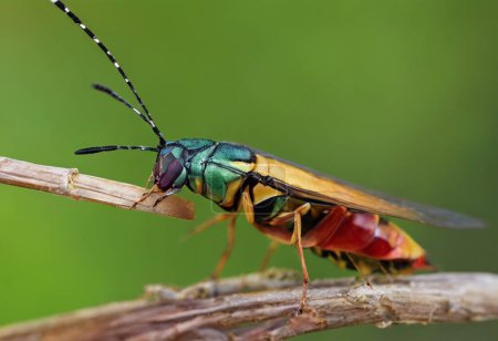 Bugs The Tiny World of Hemipterans and Their Complex Ecology