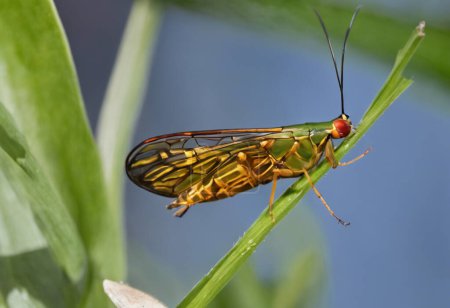 Käfer Die kleine Welt der Hemipteren und ihre komplexe Ökologie