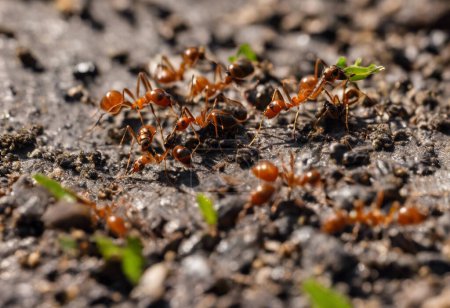 Ant Societies Exploring the Intricacies of Formicidae Communities and Their Role in Ecosystems