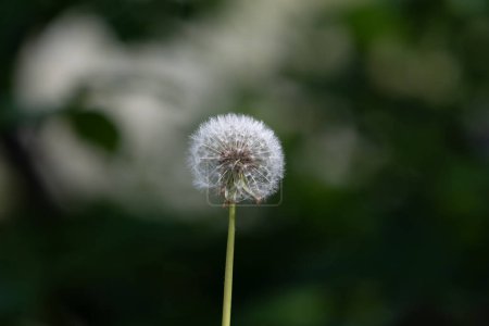 Schönheit des Frühlings: Großaufnahme eines flauschigen Pusteballs auf einer grünen Wiese